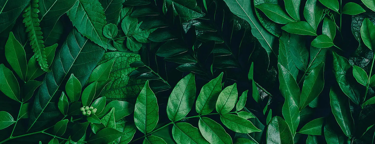 folhasdeccor_056