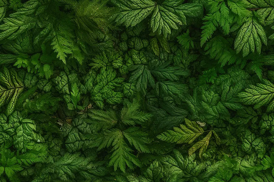 folhasdeccor_057