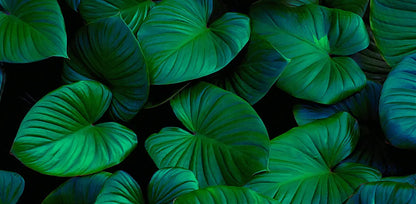 folhasdeccor_068