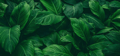 folhasdeccor_069