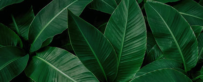 folhasdeccor_071