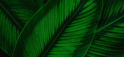 folhasdeccor_074